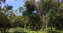 233 Acres – Speyside, Tobago