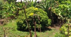 4 1/2 Lots of land Tobago  $650,000