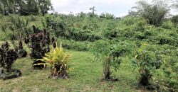 4.35 Acres Freehold Land In Coalmine, Sangre Grande $2,100,000