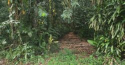 Agricultural land 17424000 sq.ft For Sale in Biche $18,000,000 Negotiable